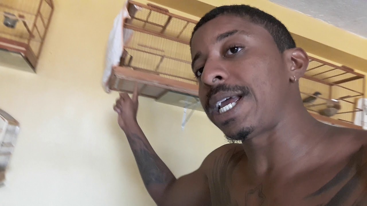 Como acasalar seu trinca ferro rápido fácil e simples