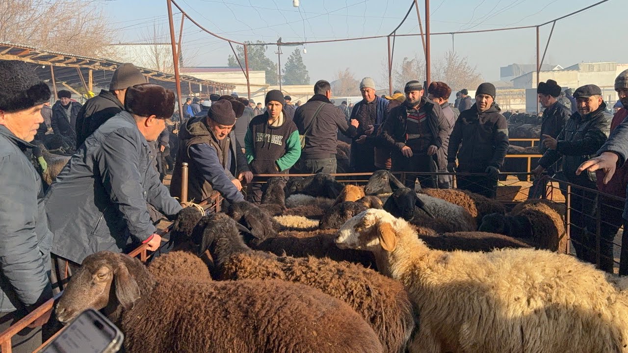 QUQON QUY BOZORI NARXAR QAYTDI AKALAR BOZOR SINDI 13 01 2025 SESHANBA