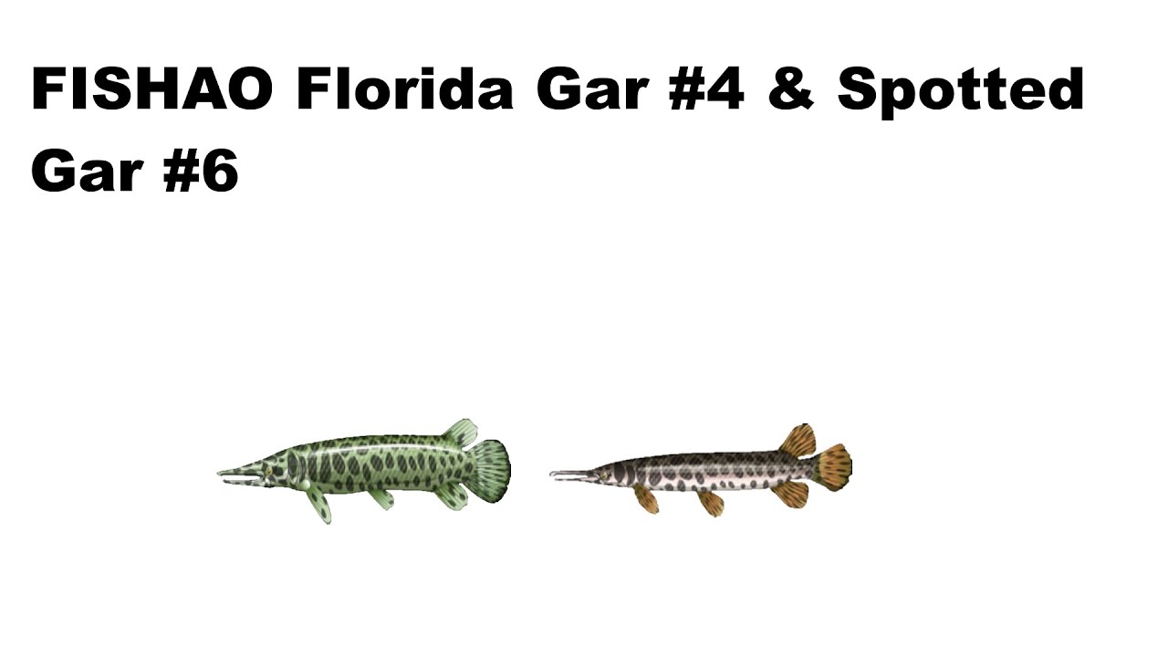 FISHAO Florida Gar #4 & Spotted Gar #6