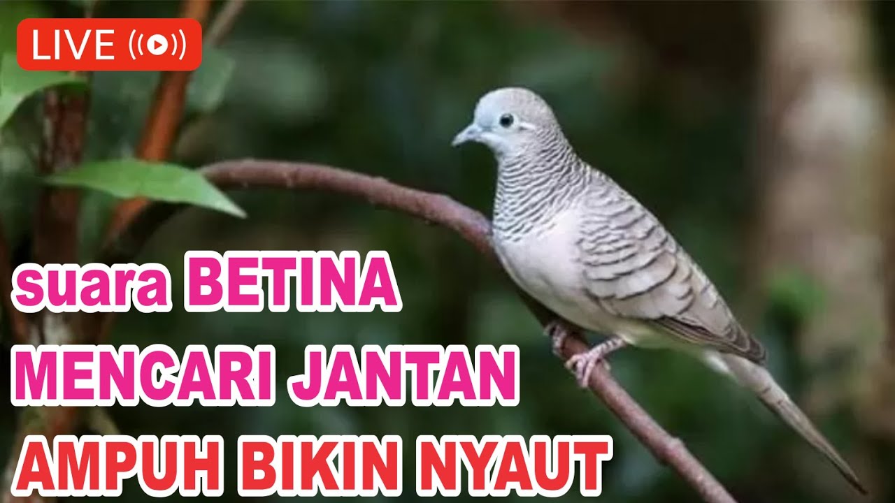 lIVE Perkutut BETINA meMANGGIL jantan - ampuh bikin NYAUT