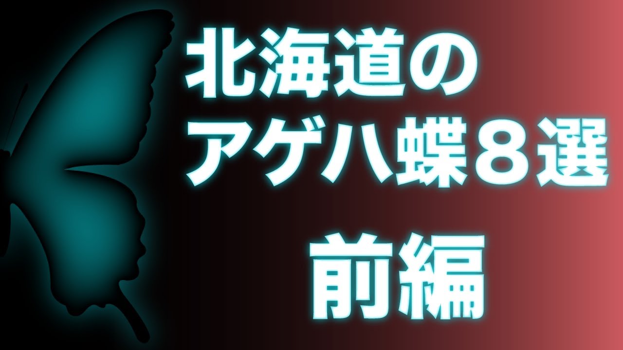 北海道のアゲハ蝶8選 [前編・意外と多いそっくりさん]