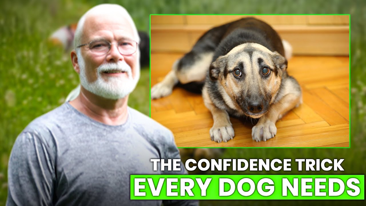 How to Help a Fearful Rescue Dog Feel Safe in New Places