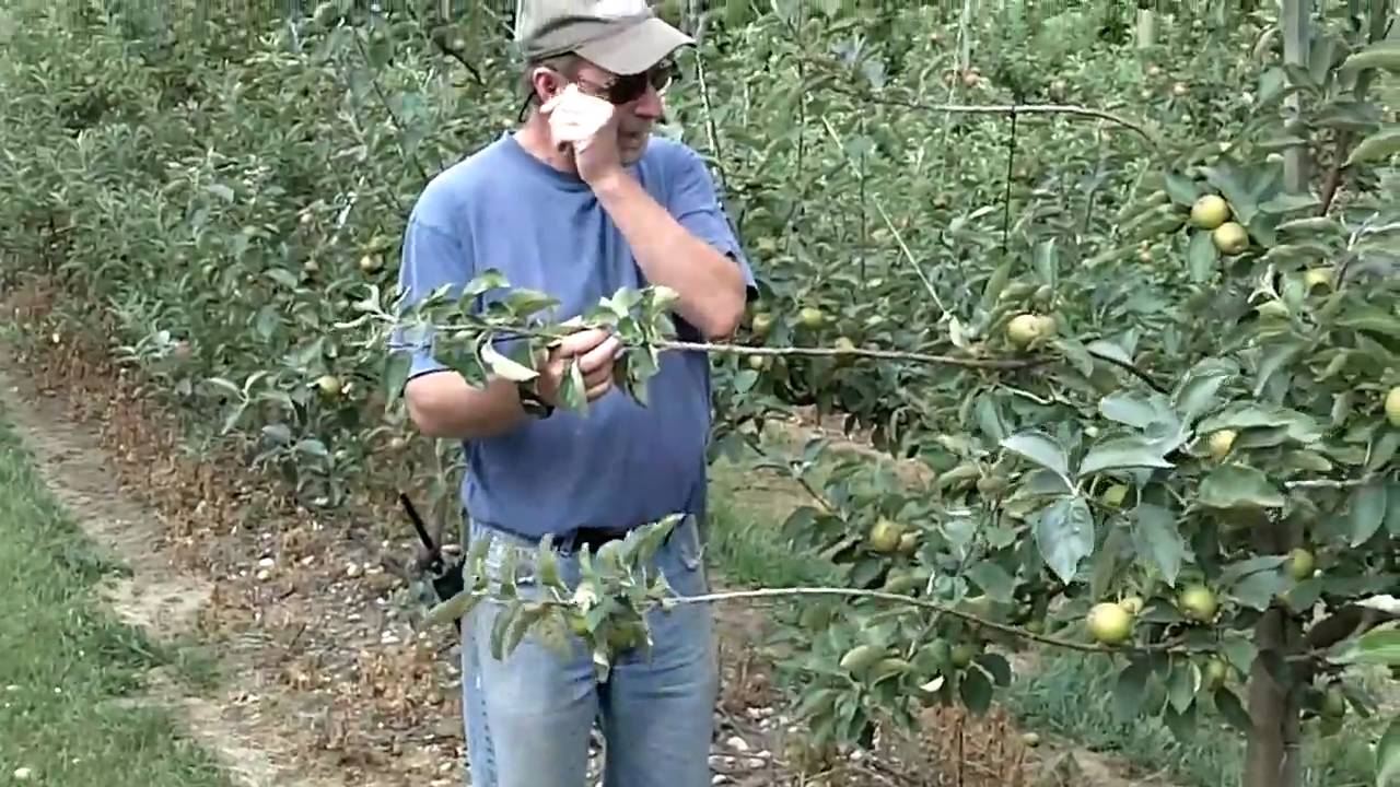 Summer Pruning Apples