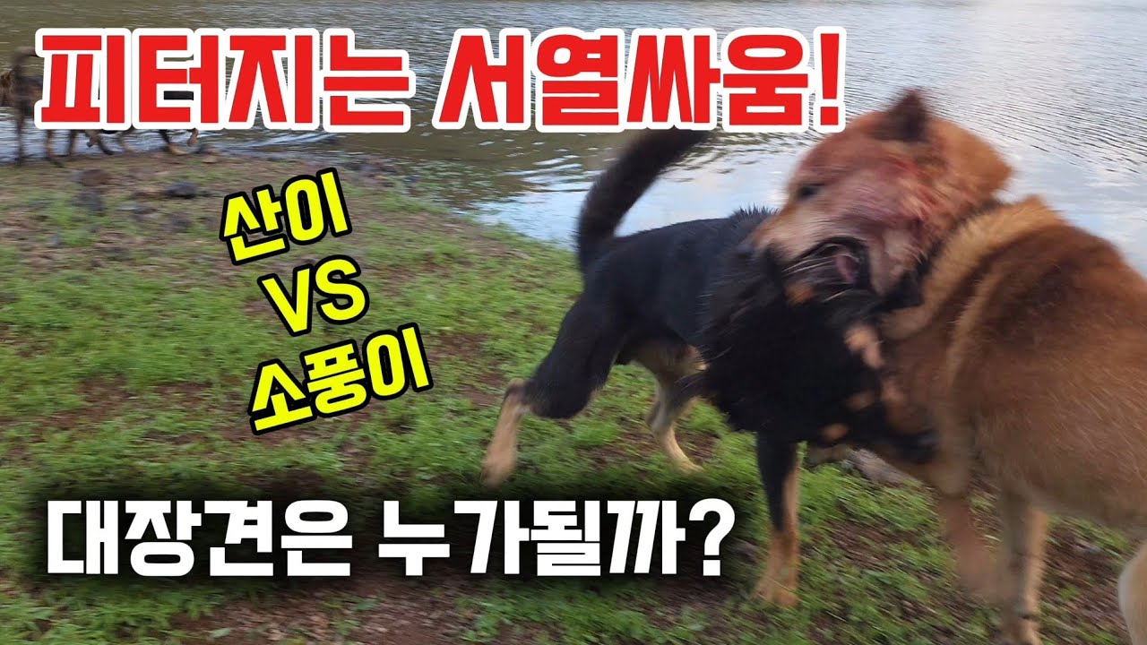 피터지는 진돗개 서열싸움