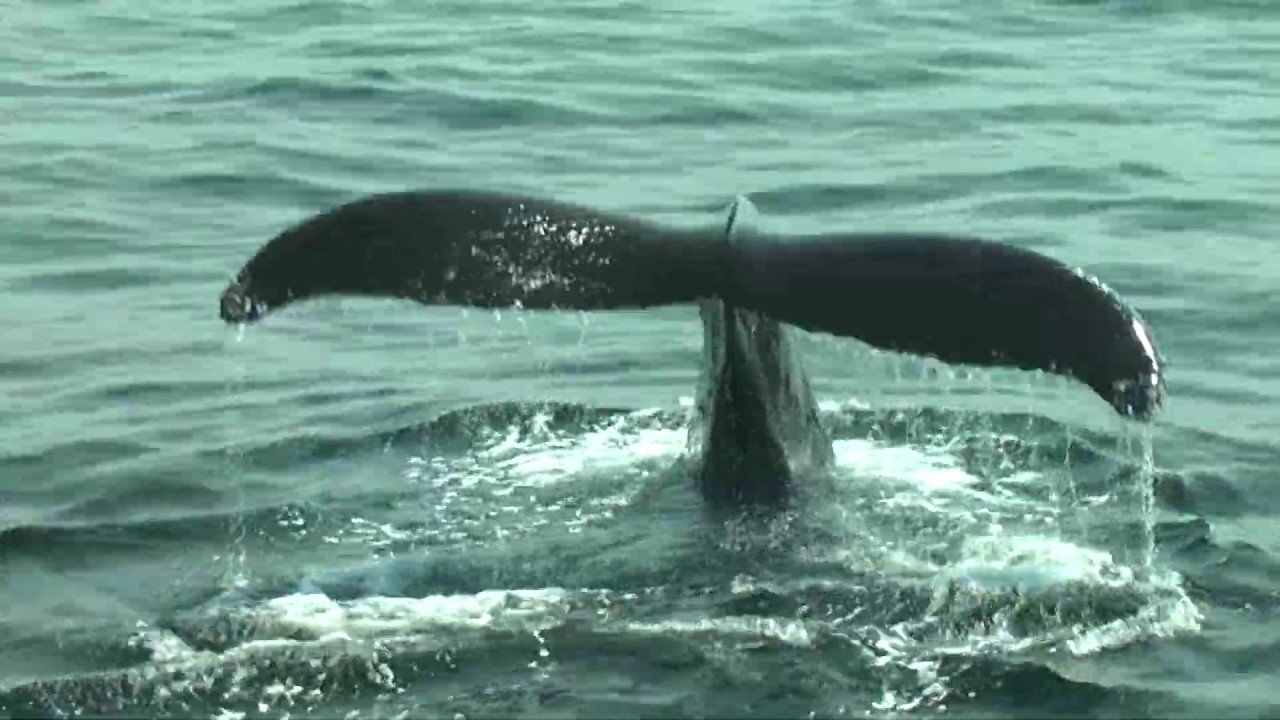 Hyannis Whale Watcher Cruises Virtual Tour