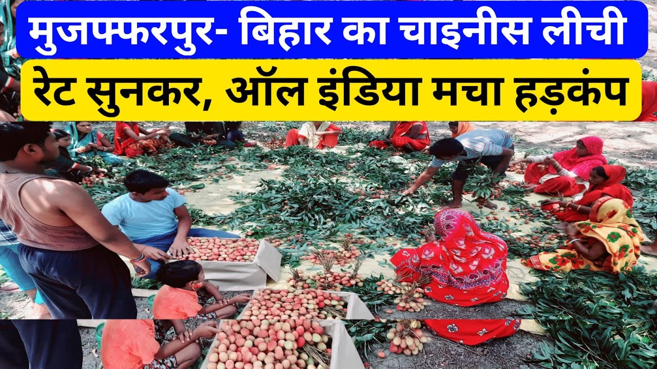 muzaffarpur ka lichi l मुजफ्फरपुर का चाइनीज लीची का रेट सुनकर मचा हड़कंप l Apna Bihar Business