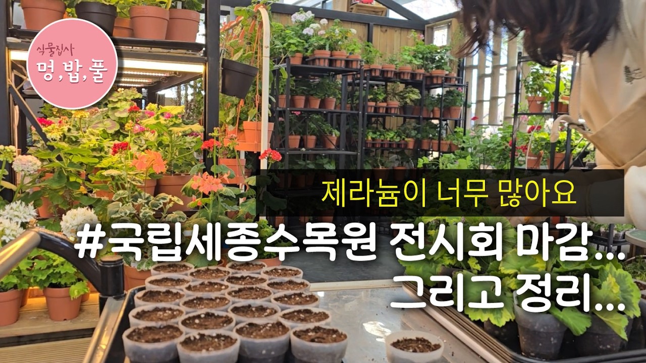 제라늄,국립세종수목원 철수 #멍멍이밥풀꽃 #뿌리대박 #geranium #pelargonium #멍밥풀제라늄