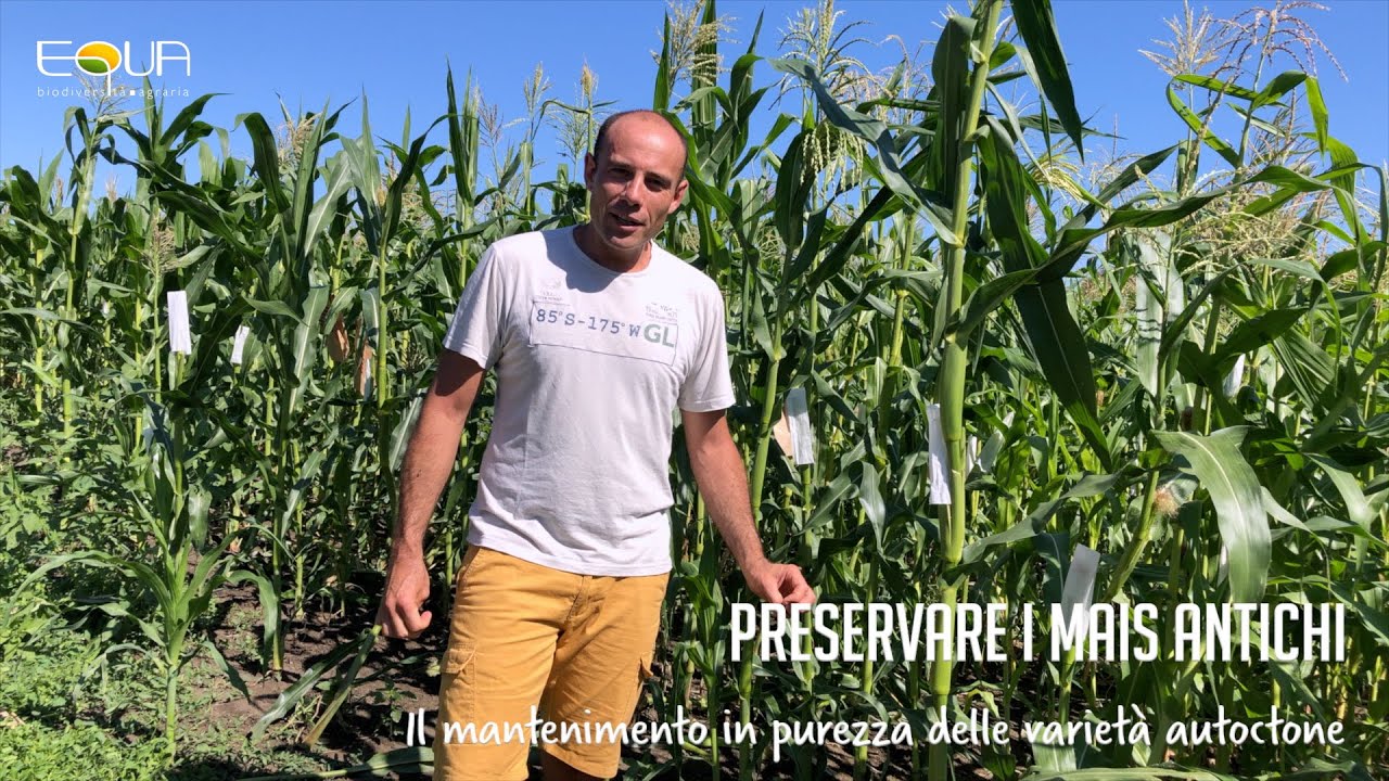 Preservare i mais antichi