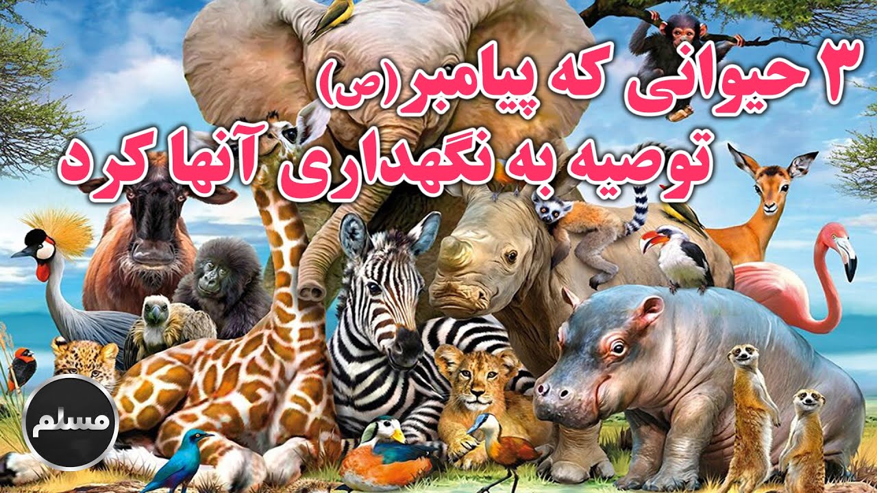 Muslim | سه حیوانی که پیامبر ص توصیه به نگهداری آنها کرد؟