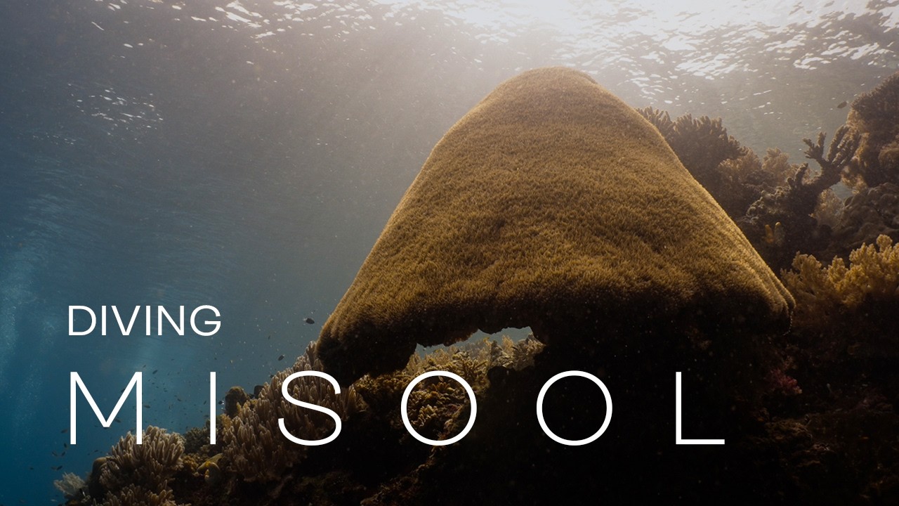 Diving Misool, Raja Ampat | 2026 (4K)