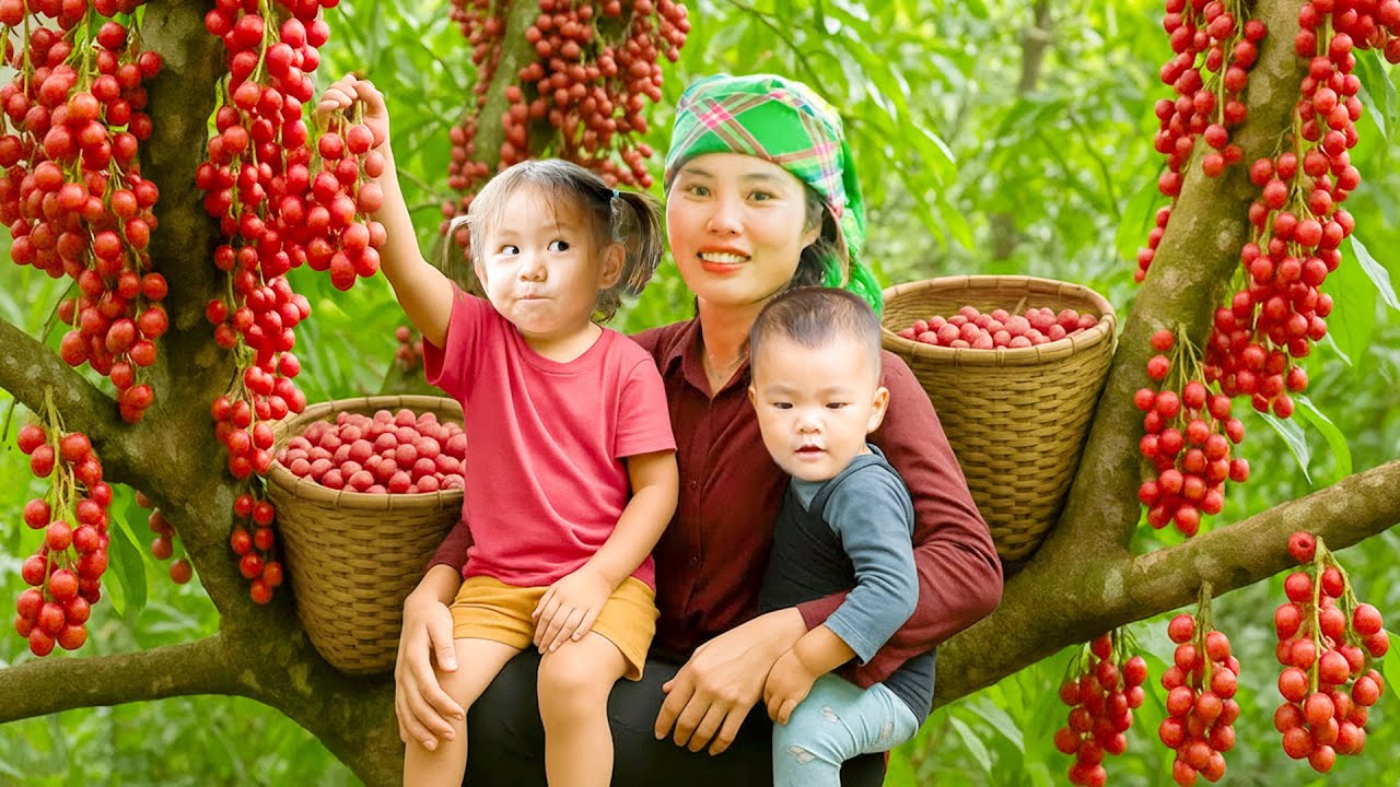 Harvesting 1000kg+ Wild Forest Fruit to Sell at Market - How to Cook Giant Fish for Children