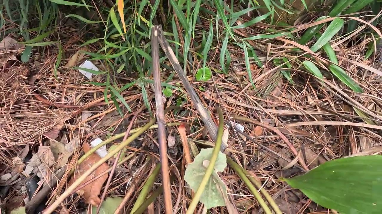 NC Exotic Garden Stream MAR26