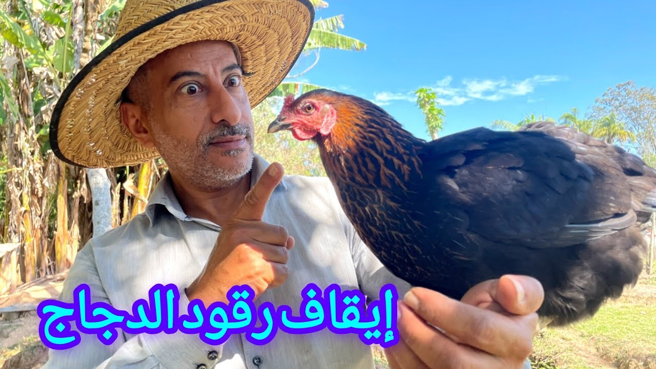 الطريقة الصحيحة لإيقاف رقود الدجاج وتقصير فترة توقف الدجاج عن البيض