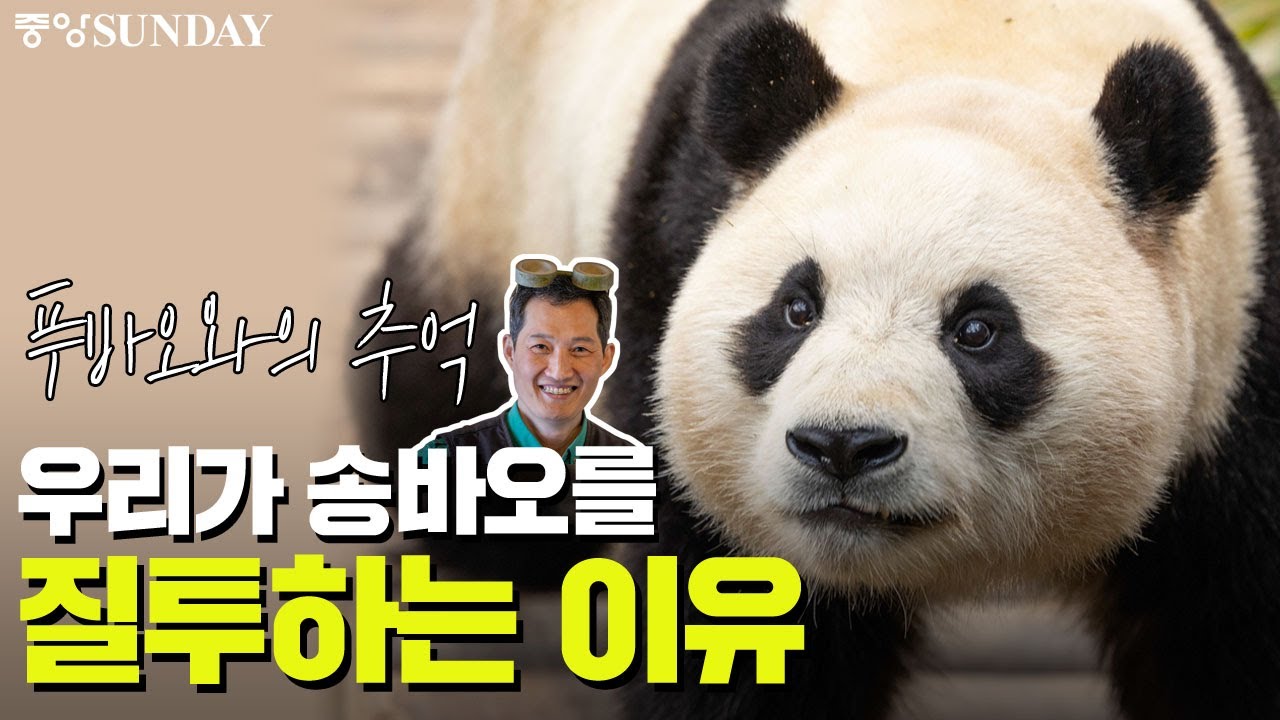 [에버랜드 이용권 증정 이벤트] '푸바오와의 추억' 우리가 송바오를 질투하는 이유 | 아이바오 | 러바오 | 루이바오 | 후이바오 | 판다 | 판다월드 | 송영관 사육사