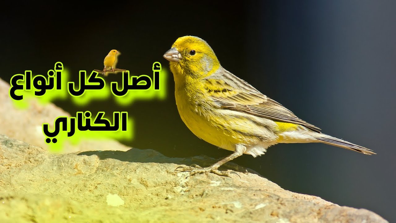طيور برية | الحلقة 16 : الكناري البري ( الأصلي )