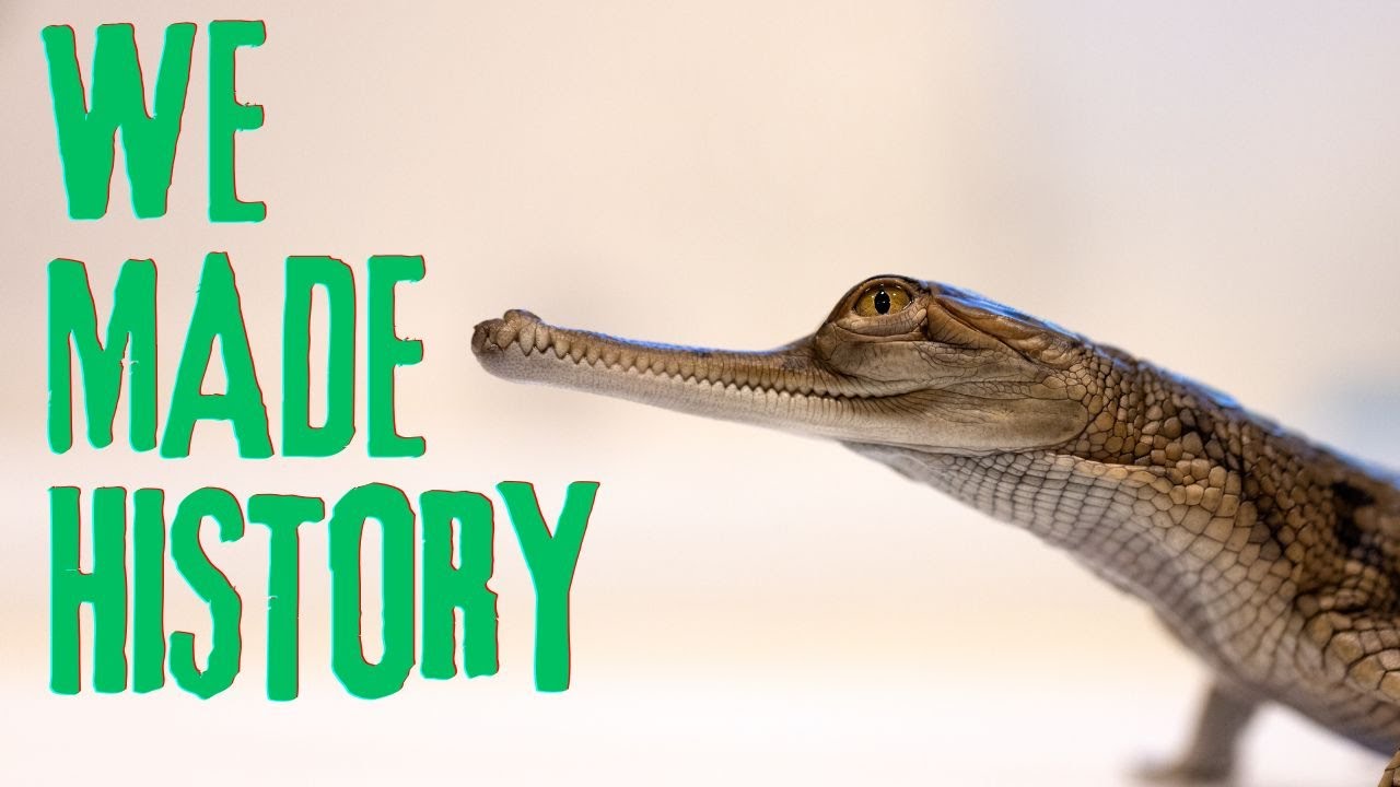 Zoo Makes History with Gharial Hatchlings!