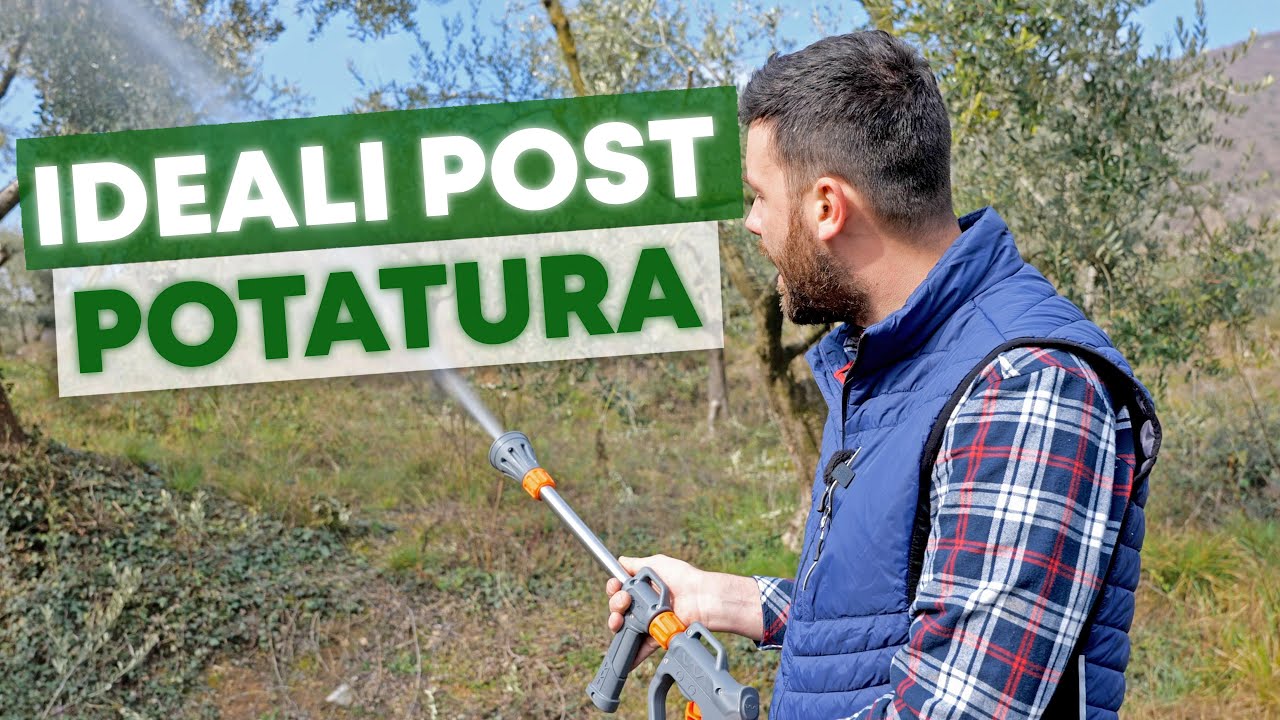 OLIVO: trattamento e concimazione NATURALE