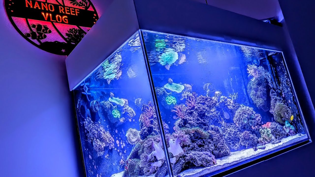 Nano Reef Vlog | Ph i dozowanie kalkwasser w akwarium morskim 🧪⚗️