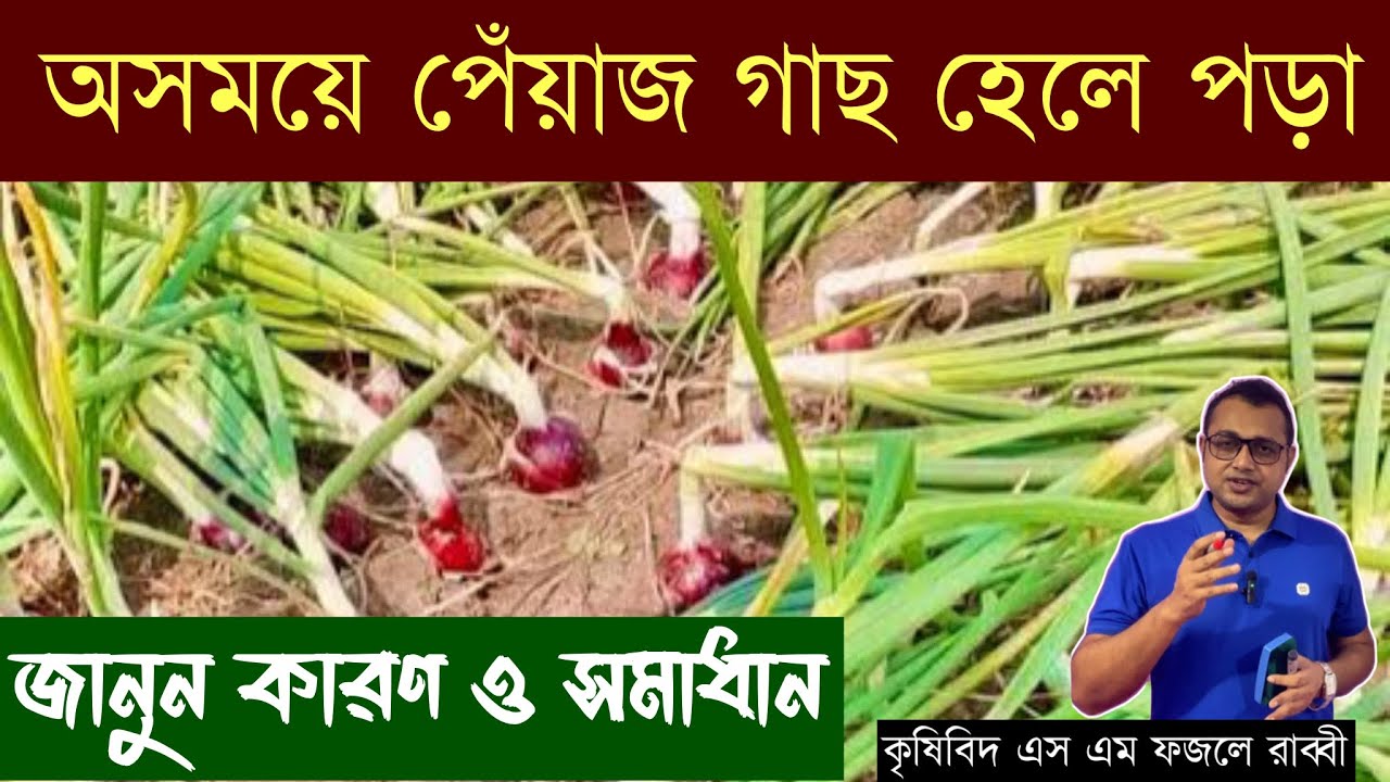 পেঁয়াজ গাছ হঠাৎ ঢলে পড়ে কেন? কারণ ও সহজ সমাধান | Onion Plant Falling Problem ||
