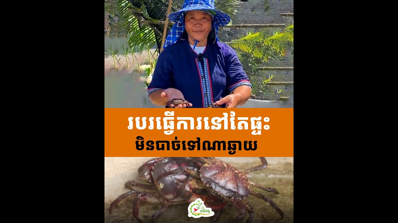 ចិញ្ចឹមក្ដាមស្រែក្នុងអាងក្រោយផ្ទះ ធ្វើក្ដាមប្រៃនិងលក់ស្រស់ឲ្យអ្នកលក់បុកល្ហុង ចំណូល1400$/ខែ