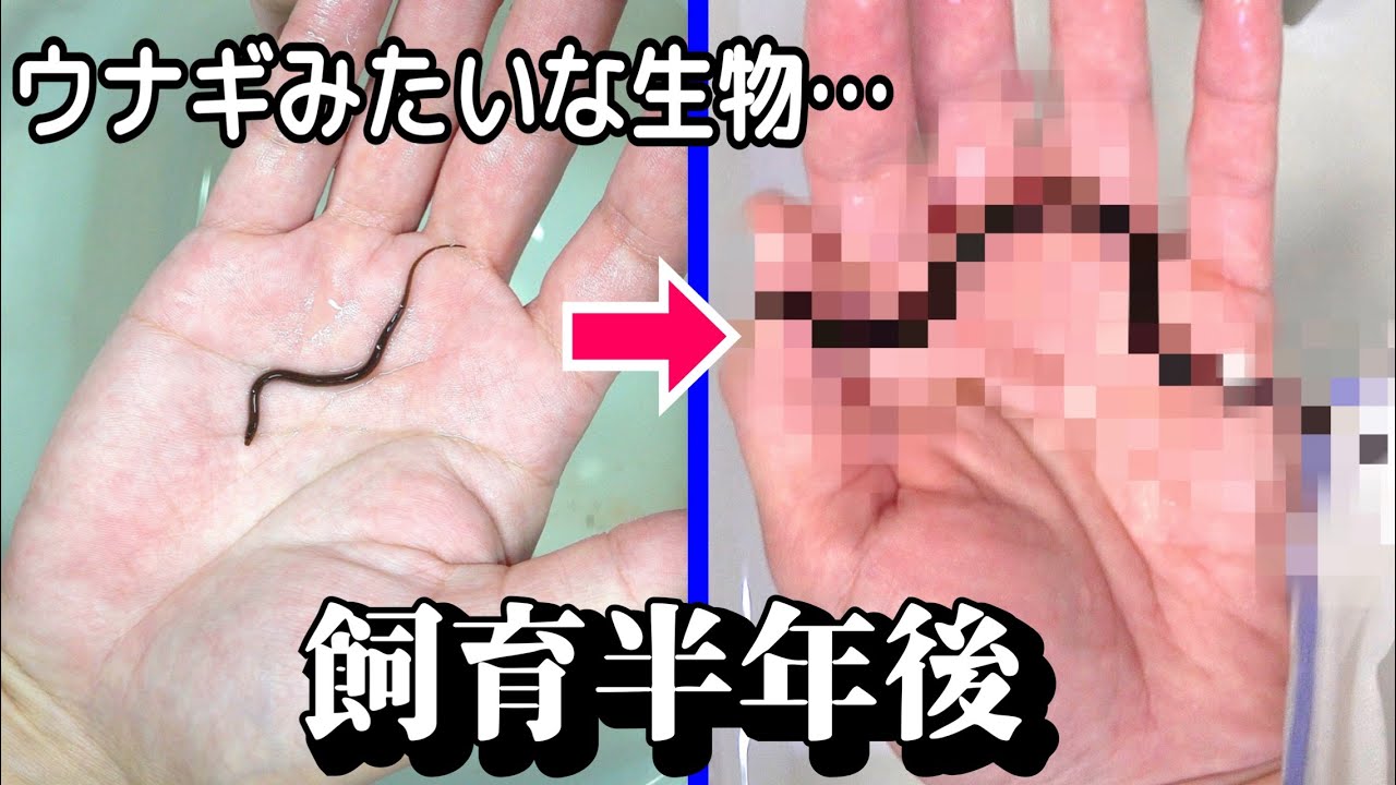 ウナギのような小さい生き物を育てて半年後こうなりました。