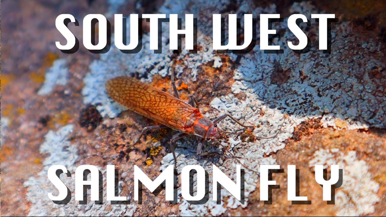 FLY FISHING NEW MEXICO | CHASING DESERT TROUT | UNEXPECTED SALMON FLY HATCH | JEMEZ NATIONAL FOREST