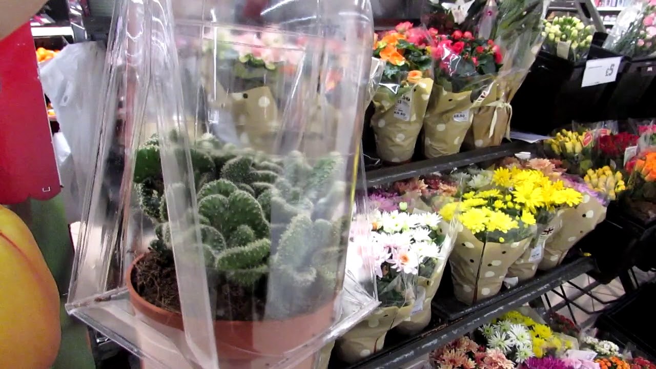 Our CRAZY new Cactus Plant - Opuntia cylindrica cristata