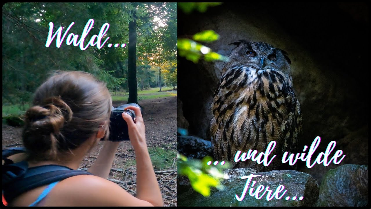 Update Vlog 2 | Urlaub mit Hund | Neuschönau im Bayerischen Wald | Tierfreigehege | Großer Arber