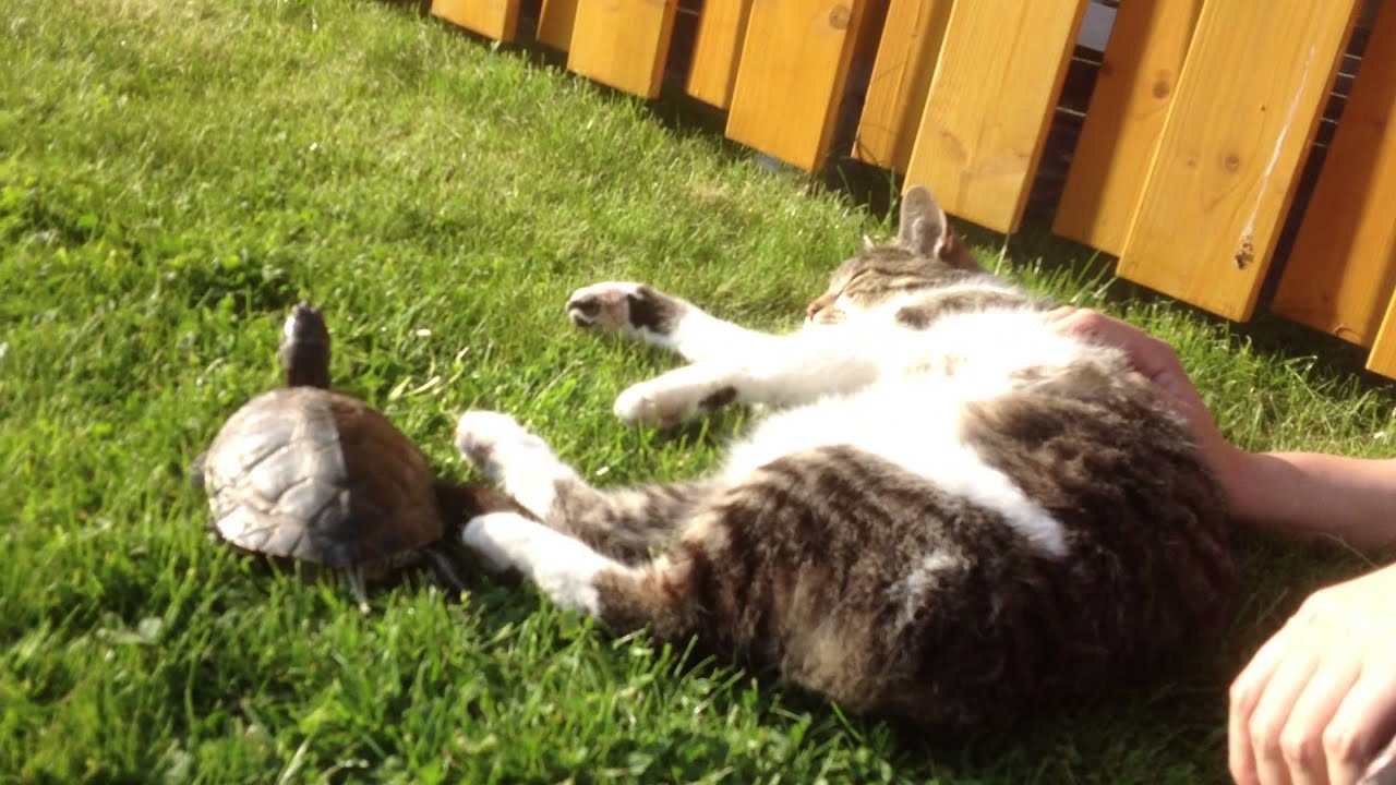 Katze erschreckt sich vor Schildkröte
