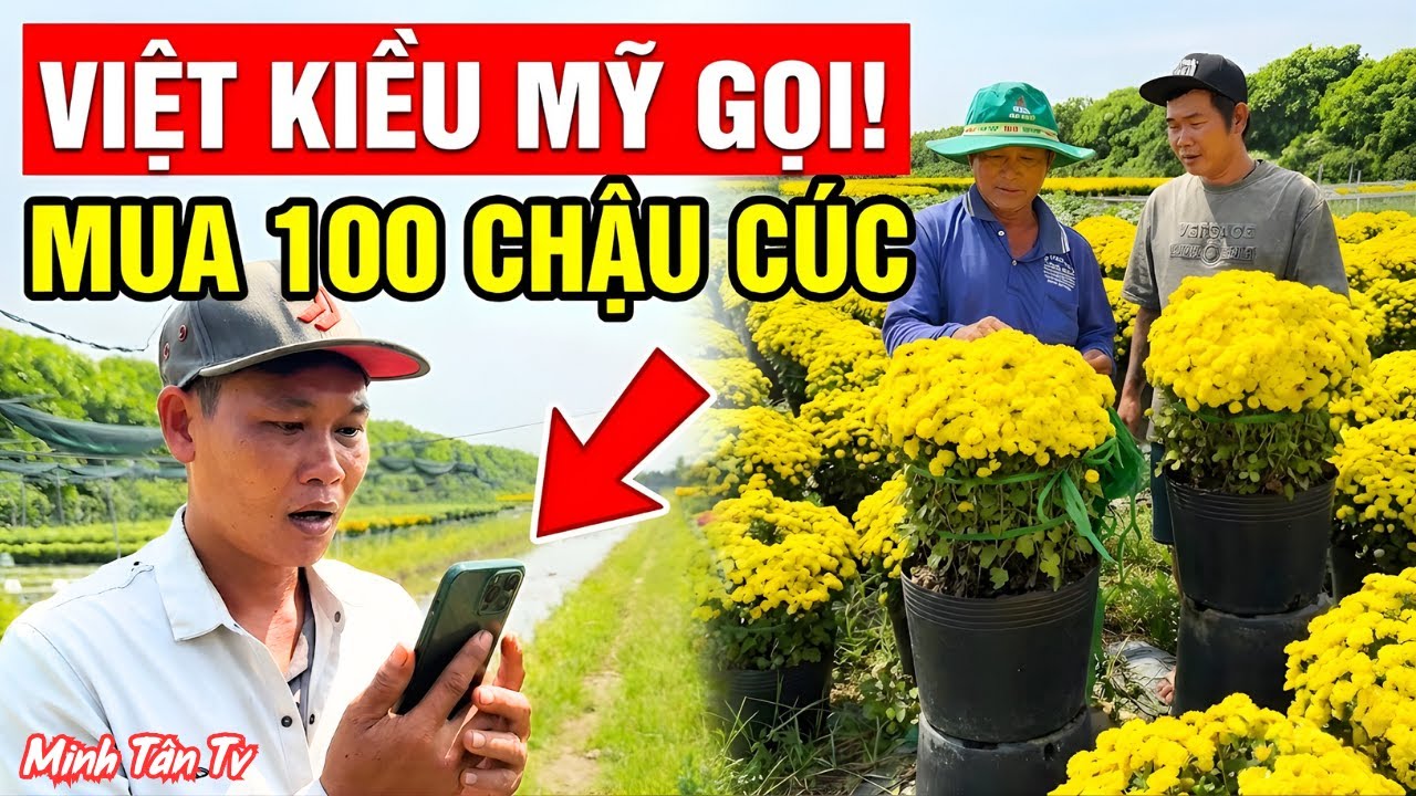 Cực Sốc Em Kiệt Được Chị Gái Việt Kiều Mỹ Điện Trực Tiếp Mua 100 Chậu Cúc - Minh Tân TV