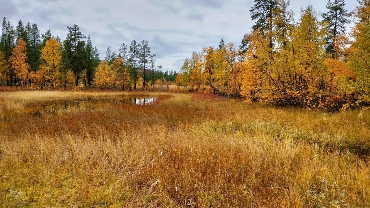 Fins en Noors lapland. Pallas gebergte. Stabbursdalen.