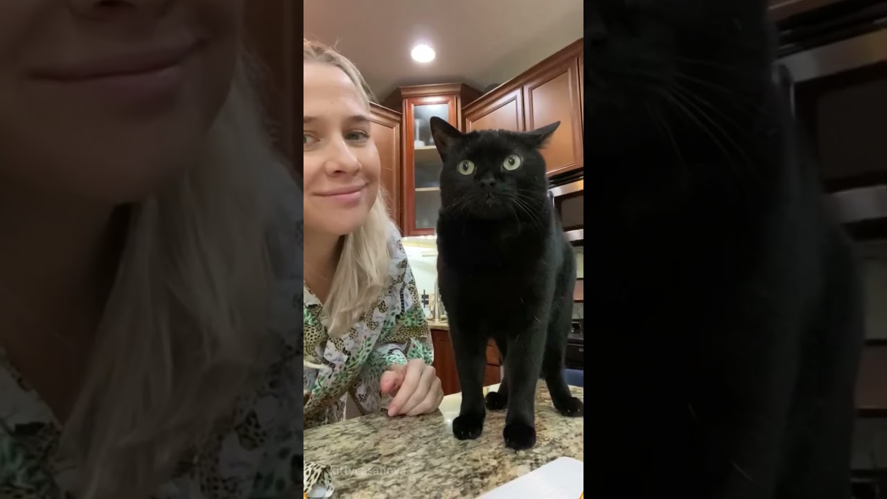 This black cat is so polite#cat #catsoftiktok #catlover #funny #funnyvideos #foryou #fypage #fypツ