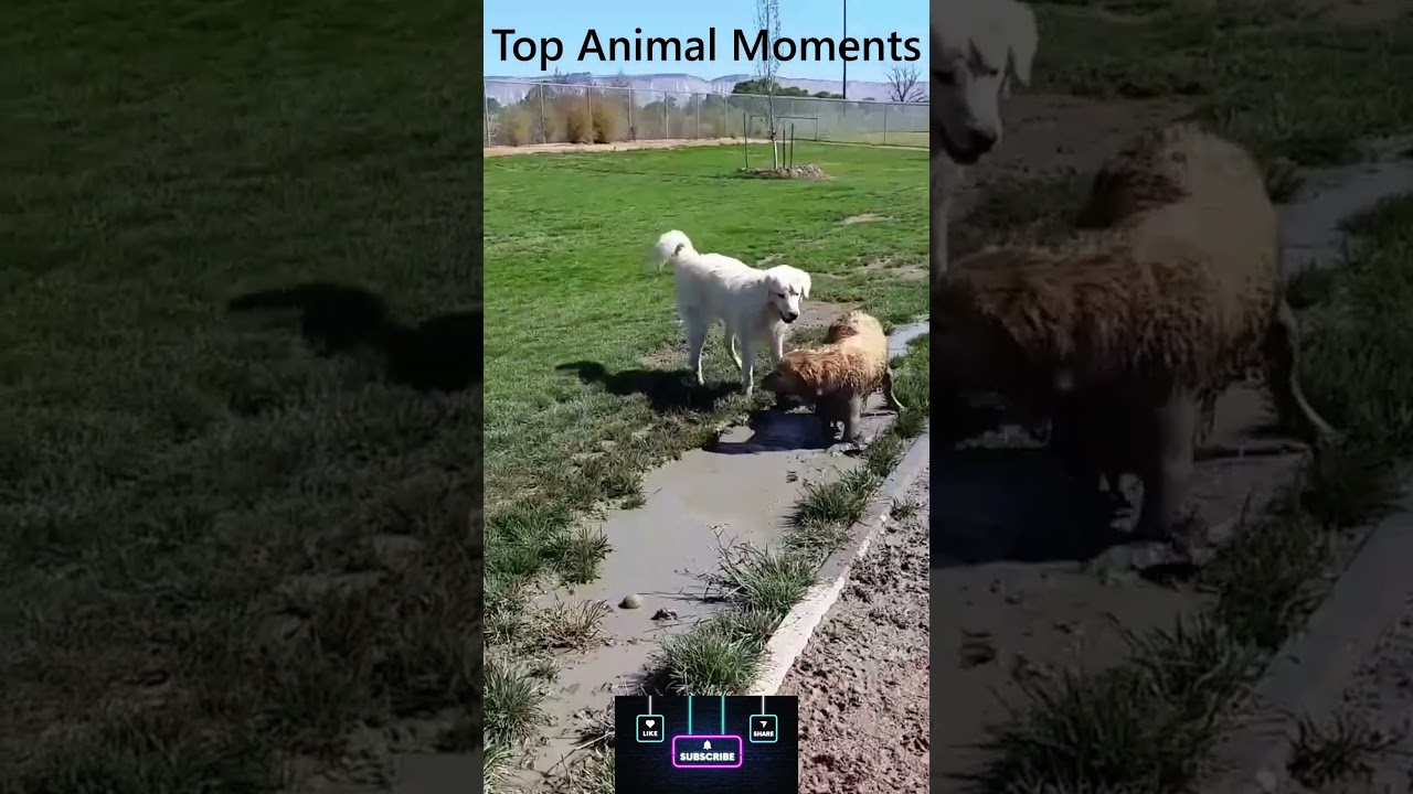 Top Dog Moments Compilation 🐶 | Try Not to Laugh!