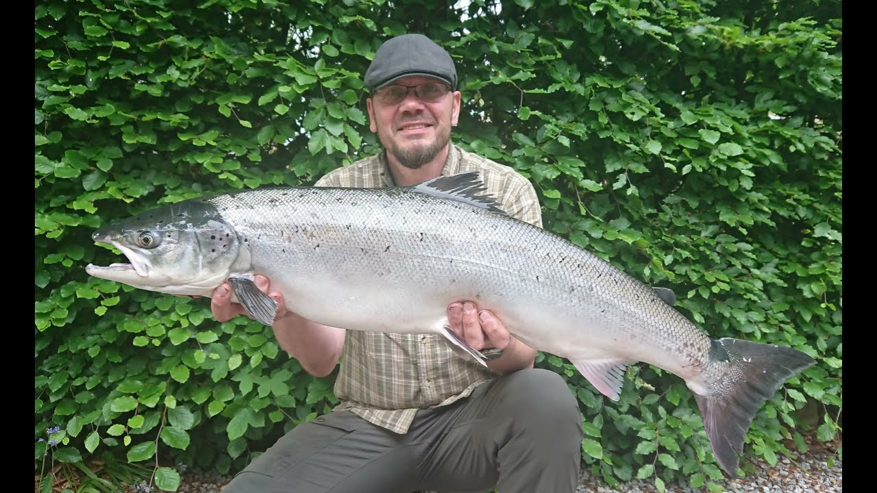 Vorgod å -  Laks 8  kg, 6 juni 2021 - den sidste på 1. kvote :-)