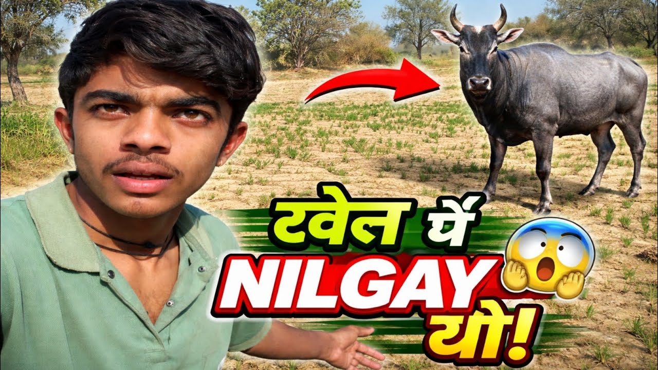 Nilgay aai aaj to khet par 😱🦙