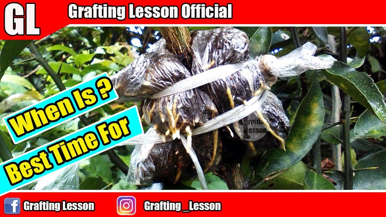 When is The Best Time For Air Layering Fruit Trees | In Your Country