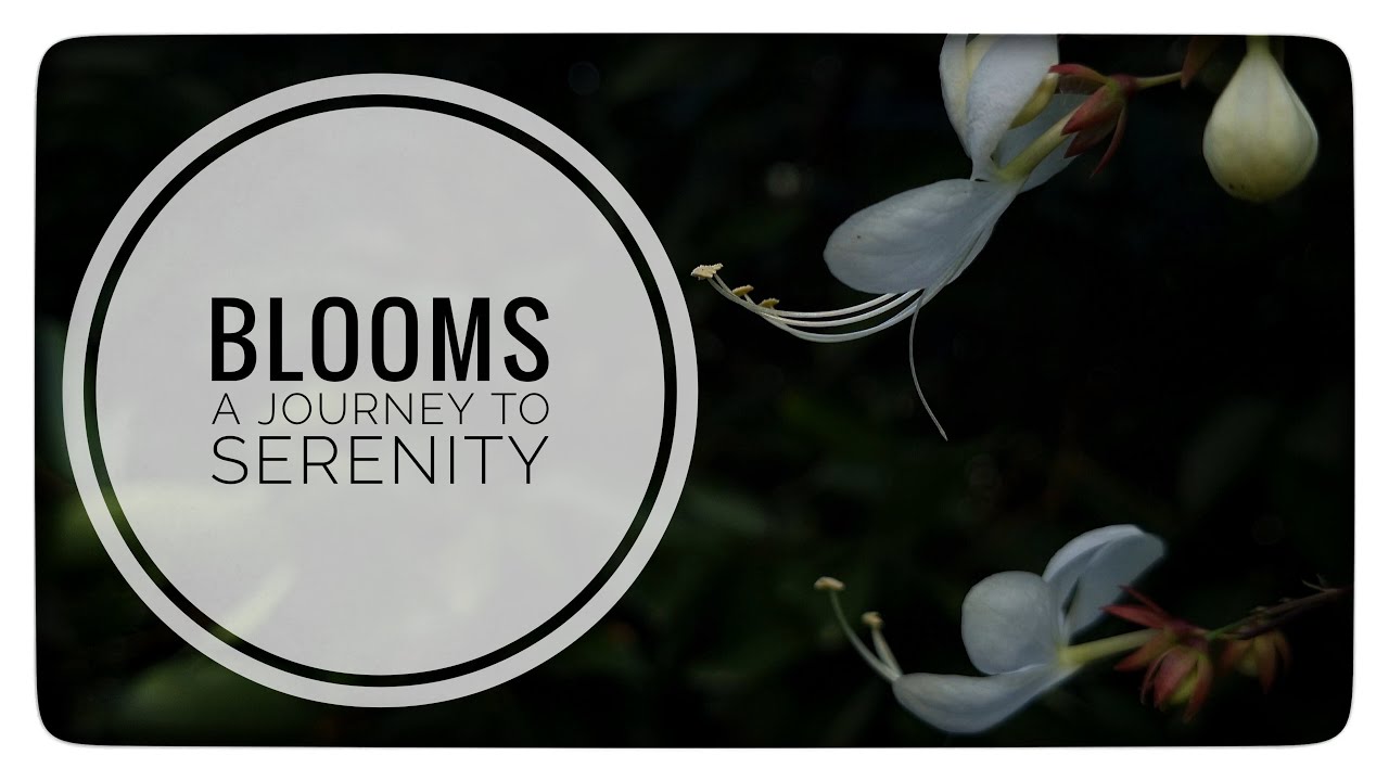 Blooms-A Journey to Serenity | 4K 60FPS