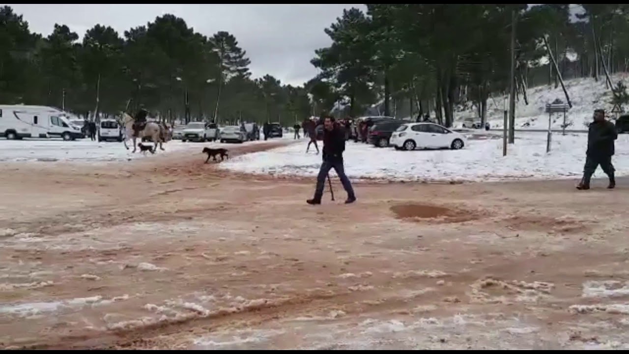 Ganadería Ballelindo. Ida trashumancia  2020.