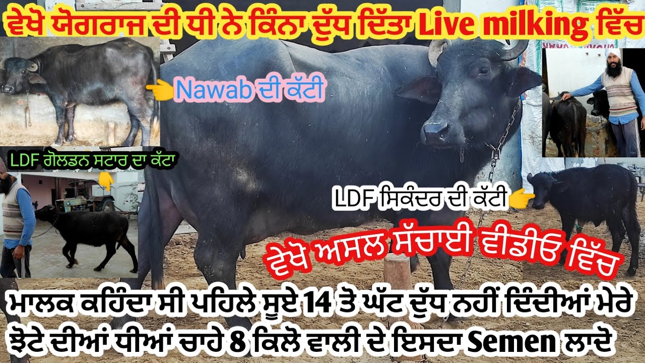 ਵੇਖੋ ਯੋਗਰਾਜ ਦੀ ਧੀ ਨੇ Live Milking ਵਿੱਚ ਕਿੰਨਾ ਦੁੱਧ ਦਿੱਤਾ।ਮਗਰ LDF Kohinoor ਦੀ ਕੱਟੀ@satwindertoor