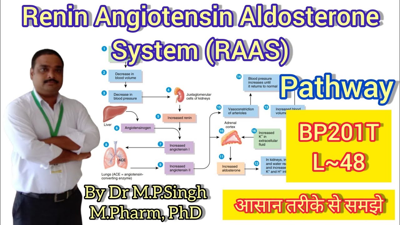 Role of Renin Angiotensin Aldosterone System | Human Anatomy Physiology-II | BP201T |