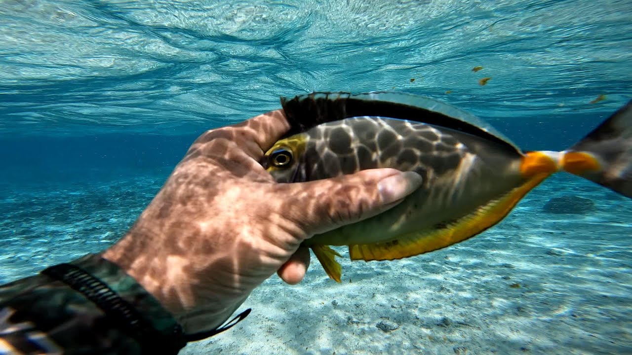 Catch with bare hands for closer picture #2025 #snorkeling #ypaoGuam