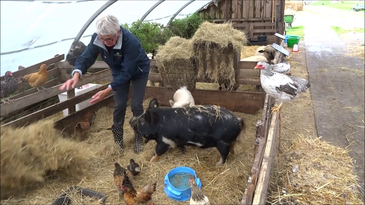 De kunekune-varkens worden gevoerd op de schapenboerderij Texel