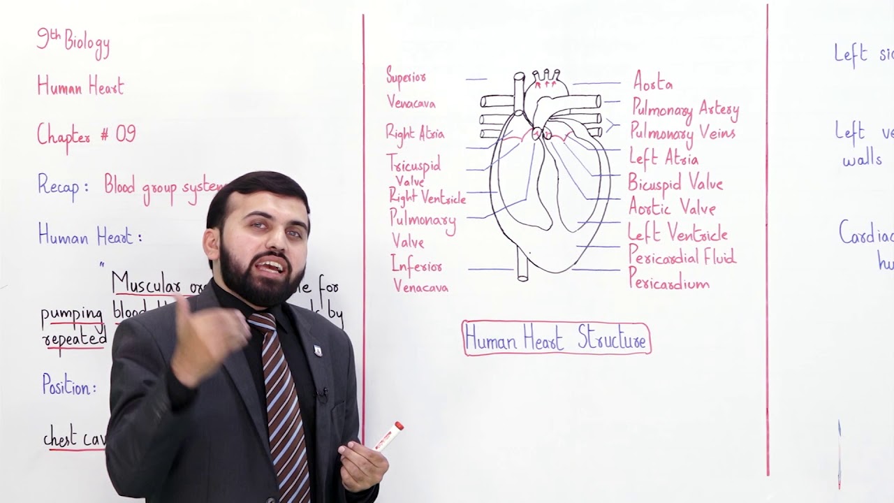 Class 9 - Biology - Chapter 9 - Lecture 10 Human Heart - Allied Schools