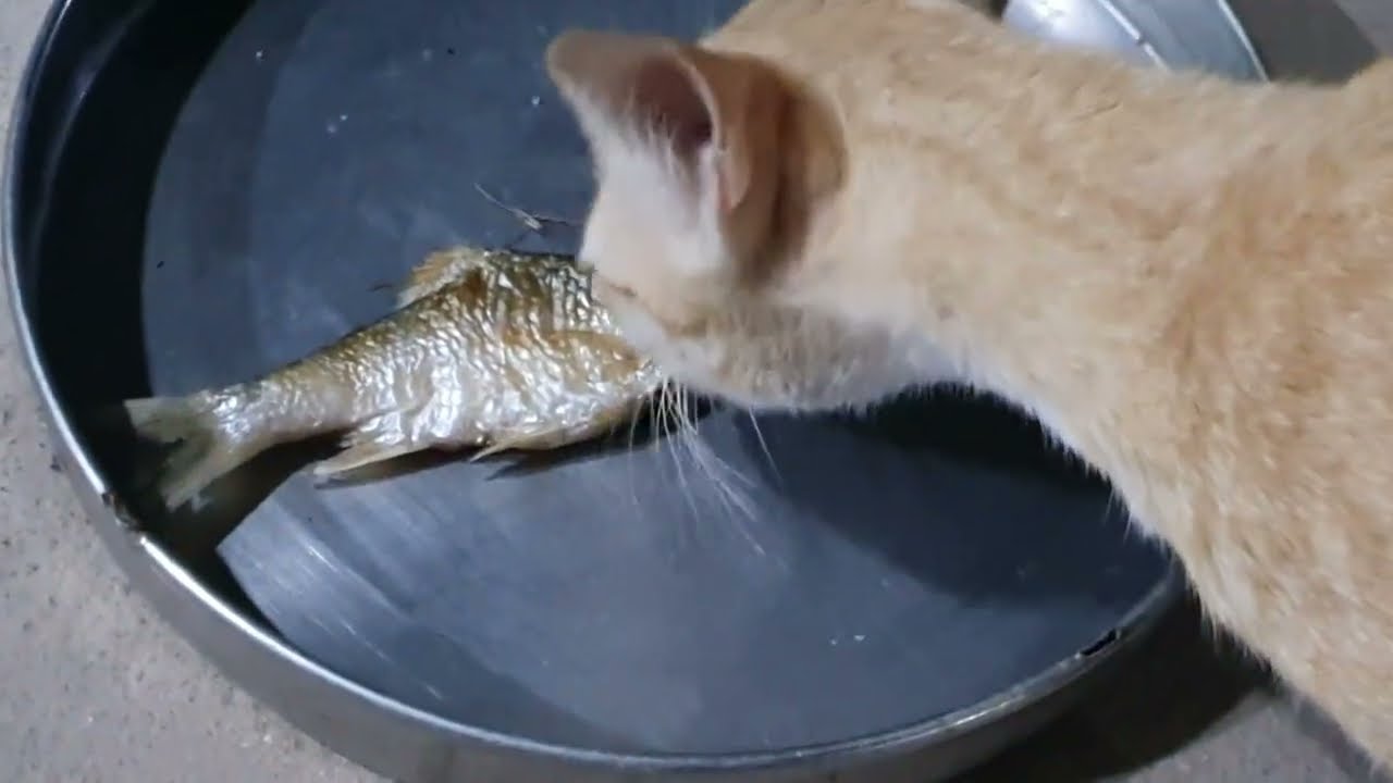 Cat Eating Fish Like a Boss 🐱🐟 | Satisfying & Funny Cat Video