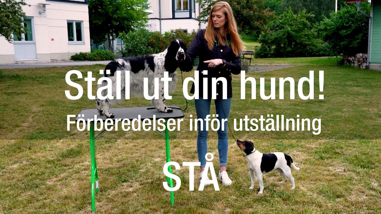 F&ouml;rberedelser inf&ouml;r utst&auml;llning &ndash; st&aring;