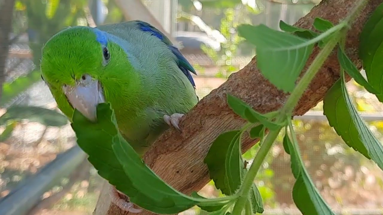 Bird videos help you relax : forpus parrot bird eating and singing to day Funny bird sounds