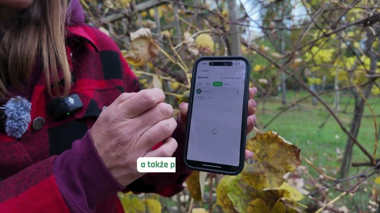 Winorośl na jesień