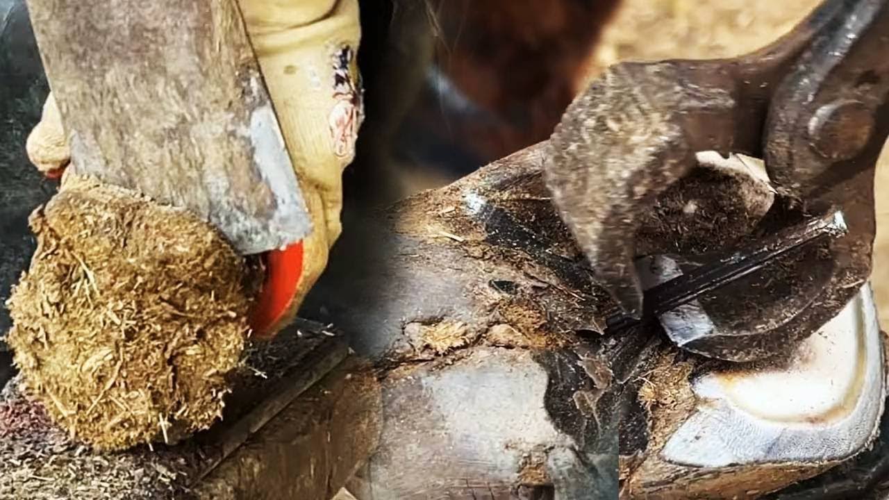Save the donkey hoof trimming collection | ASMR | Donkey hoof cutting sound