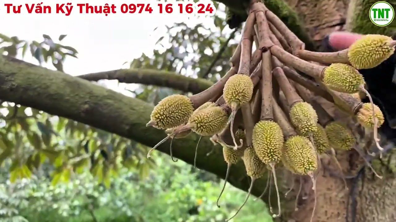 Vườn Sầu Riêng ở Châu Thành, Hậu Giang đang giai đoạn sinh lý -Quản Lý Nước Tốt Để Tiết Kiệm Chi Phí