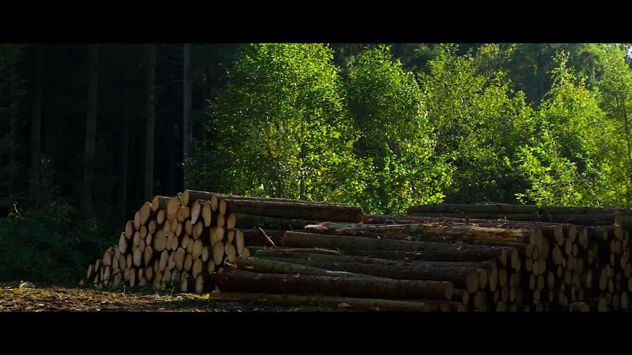 Walk in the woods - RAW Video test on Canon 650d